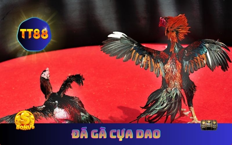 Trực Tiếp Đá Gà Cựa Dao Philippines – Mãn Nhãn Mỗi Ngày Tại TT88